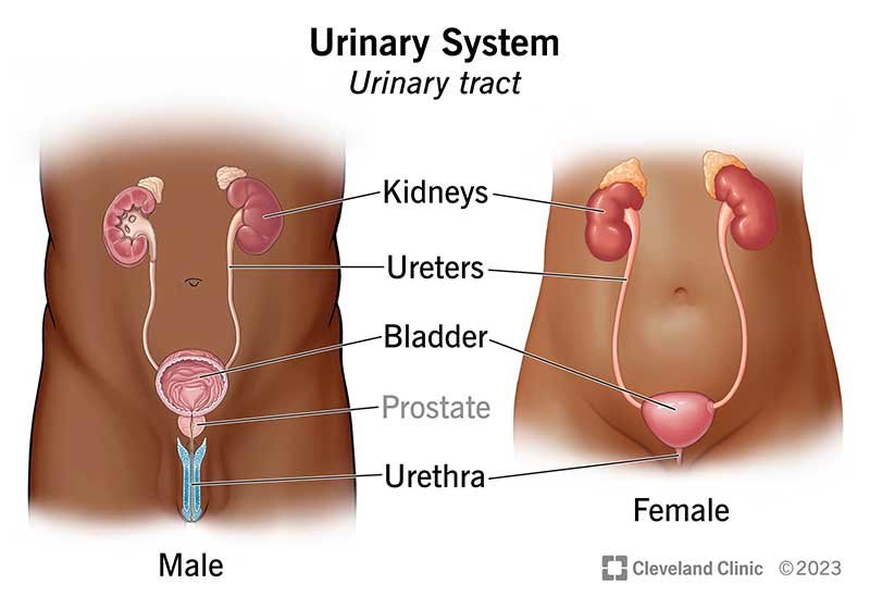 Renal Diseases