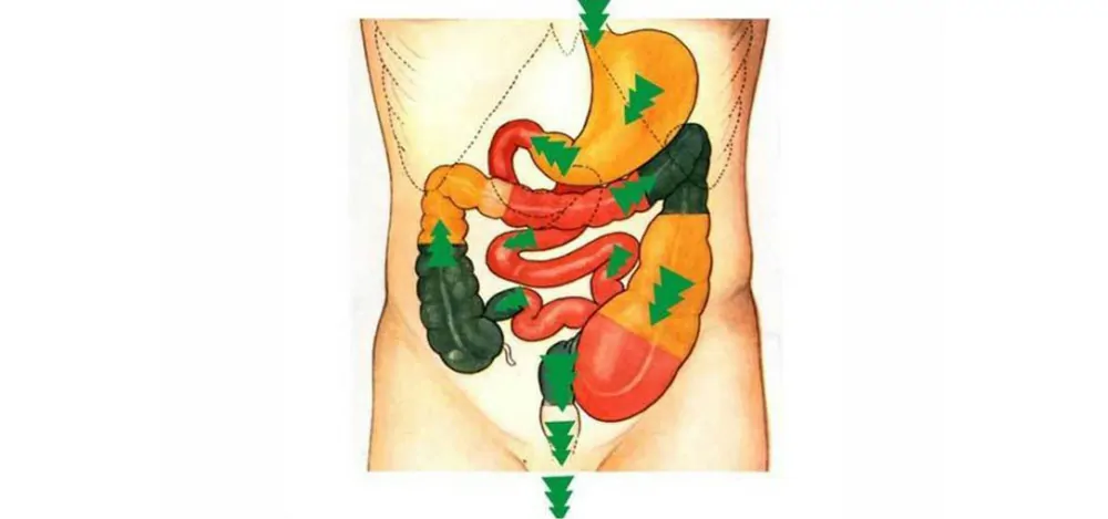 Virechana Therapy